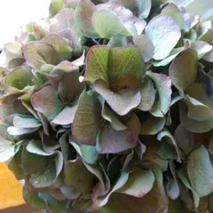 2025年最新】ピンパーネル アジサイの人気アイテム - メルカリ