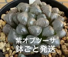 ハオルチア 紫オブツーサ 観葉植物