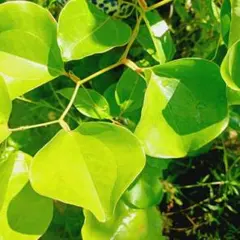 山帰来　サルトリイバラ 新葉　30枚　無農薬！！のサムネイル