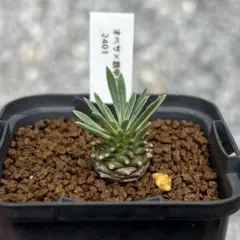 実生 オベサ鉄甲 陶器鉢ごと発送 実生 オベサ鉄甲 陶器鉢ごと発送