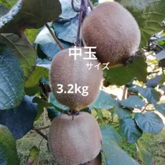 キウイフルーツ　食べ頃の中玉サイズ　約3.2kg　果物　くだもの