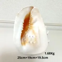 2026年最新】トウカムリの人気アイテム - メルカリ