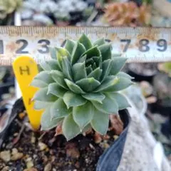 2026年最新】センペルビウムの人気アイテム - メルカリ