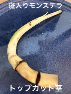 斑入りモンステラ　ホワイトタイガー　トップカット茎　成長点3芽付きのサムネイル
