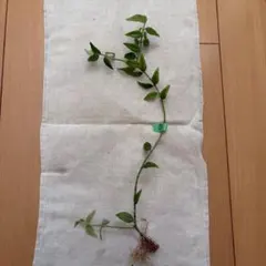 ホヤ　ベラ　セブンスター 抜き苗③ ネコポスのサムネイル