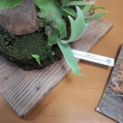 2025年最新】ビカクシダ バクテリアの人気アイテム - メルカリ