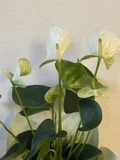 2025年最新】アンスリウムの人気アイテム - メルカリ