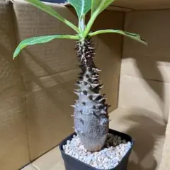 超巨大 パキポディウム バロニー 大株 塊根植物 - メルカリ