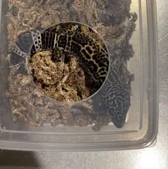 レオパ 産卵床 爬虫類のサムネイル