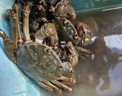 りん様専用 モクズガニ　メス　大、中2キロ　オス１キロ