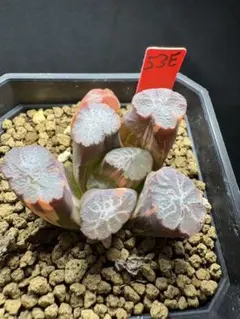 39c 多肉植物 ハオルチア さそり大帝錦 自家繁殖 鉢植え発送 - メルカリ