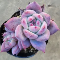 ↘️値下げ☆エケベリア2種セット「ラーカ」「ブルーサプライズ×リンゼアナ」☆抜き苗 2025年最新】多肉植物 リンゼアナの人気アイテム - メルカリ