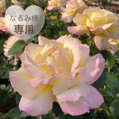 なおみさま専用ページ