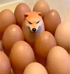 シバコ アクセサリー