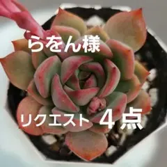 らをん様 リクエスト 4点 まとめ商品