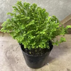 kenken_04030403様 リクエスト 4点 まとめ商品