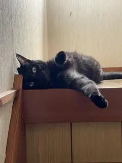 ララ様⭐︎専用