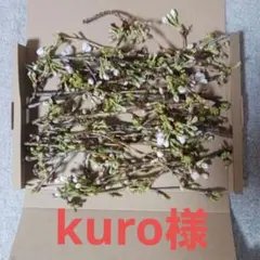 벚꽃 (염색품용)