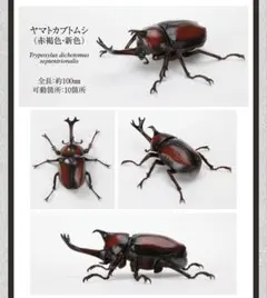 いきもの大図鑑 かぶとむし09 ヤマトカブトムシ