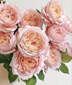 ご購入前にコメントお願いいたします 切り花品種 バラ 苗 - メルカリ