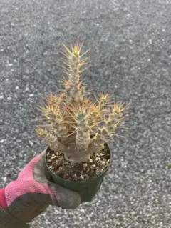 2026年最新】サンデルシー パキポディウムの人気アイテム - メルカリ