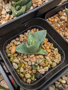 D2797【鉢植え発送】アガベ チタノタ ジャガーノート錦 斑入り - メルカリ