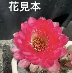 花サボテン　ロビビア　ミス・ワールドの袖ヶ浦台木接木苗　抜き苗のサムネイル