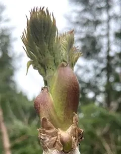 北海道産 天然 たらの芽 500g 山菜 タラの芽 道産 タランボ - メルカリ