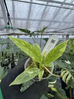 ぅち様 リクエスト 2点 まとめ商品