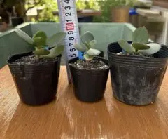 金のなる木　ピンクの花　観葉植物　多肉植物②のサムネイル