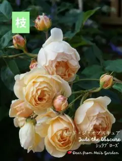 コンパクトN様専用ページ//今だけお得！冬割キャンペーン_バラ枝/挿し穂セット