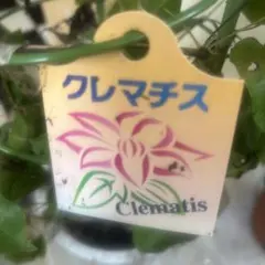 クレマチス フェルマータピンク 六号宅配本州限定関西まで - メルカリ