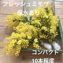 2026年最新】ミモザの人気アイテム - メルカリ