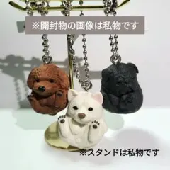 トイプードル カプセルトイ