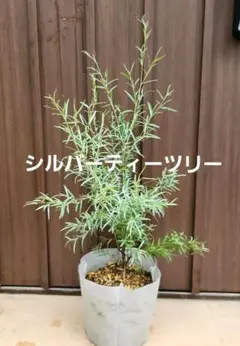 ジュニペルス ヤングスタウン 匍匐性コニファー - メルカリ