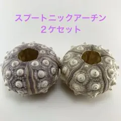 NO.67-183 スプートニックアーチン(ウニ殻) ２ケセット