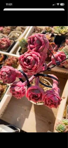 ラブリーローズ錦　虹斑入りの葉っぱ　多肉植物　エケベリア　写真ニの全部