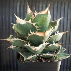 2025年最新】アガベ 犀牛の人気アイテム - メルカリ