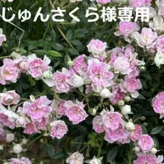 【じゅんさくら様専用】14KGFネックレス留め具セット他