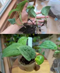 スキンダプサス タトゥーのサムネイル