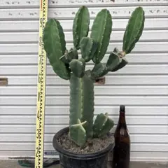 土.日曜限定価格　柱サボテン　ドライガーデン　サボテン　鬼面角　ロストラータ 限定価格早い者勝ち 柱サボテン ドライガーデン サボテン 鬼面角