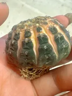 D98ギムノカリキウム 斑入り サボテン、拉根のサムネイル
