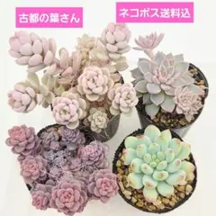 2025年最新】古都葉苗の人気アイテム - メルカリ