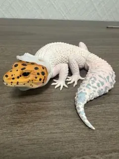 ヒョウモントカゲモドキ　フィギュア　一番くじ