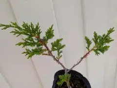 真柏　ミニ盆栽　素材にものサムネイル