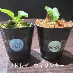 R169 W304 ビカクシダ リドレイ ウィリンキー セットのサムネイル
