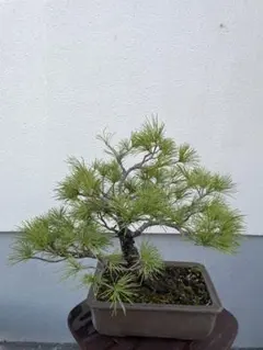 2026年最新】赤松 盆栽の人気アイテム - メルカリ