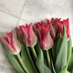 ゆゆゆ【プロフ確認お願いします】様 リクエスト 2点 まとめ商品