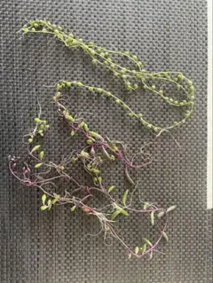 グリーンネックレス　ルビーネックレス　多肉植物　　発根済み