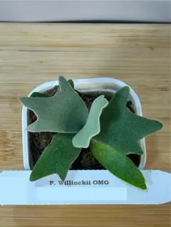 VL800様！メルカリ便！P.willinckii OMG spore 2406 VL800様！メルカリ便！P.willinckii OMG spore 2406